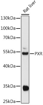 PXR Antibody in Western Blot (WB)