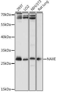 APOA1BP Antibody in Western Blot (WB)