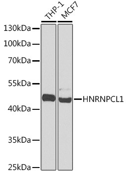 hnRNP CL1 Antibody in Western Blot (WB)