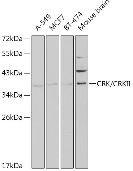 Crk Antibody in Western Blot (WB)
