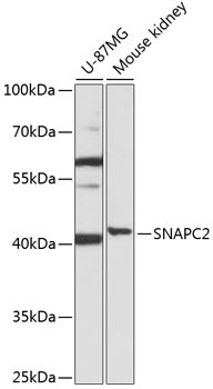 SNAPC2 Antibody in Western Blot (WB)