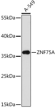 ZNF75A Antibody in Western Blot (WB)