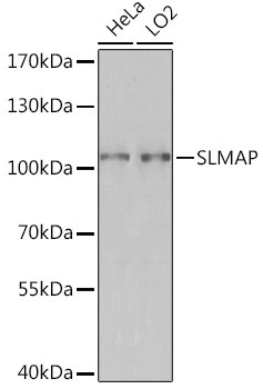 SLMAP Antibody in Western Blot (WB)