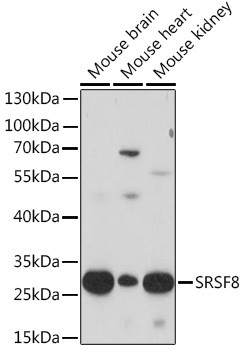 SRSF8 Antibody in Western Blot (WB)