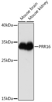 PRR16 Antibody in Western Blot (WB)