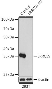 LRRC59 Antibody in Western Blot (WB)