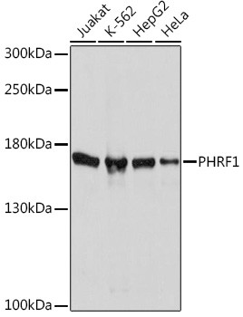PHRF1 Antibody in Western Blot (WB)