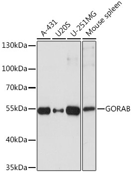 GORAB Antibody in Western Blot (WB)