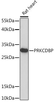 PRKCDBP Antibody in Western Blot (WB)