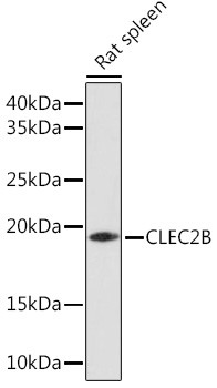 CLEC2B Antibody in Western Blot (WB)