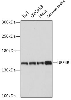 UBE4B Antibody in Western Blot (WB)