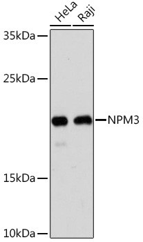 NPM3 Antibody in Western Blot (WB)