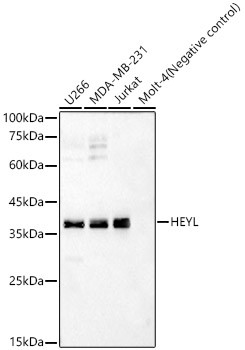 HEYL Antibody in Western Blot (WB)