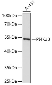 PI4K2B Antibody in Western Blot (WB)