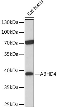 ABHD4 Antibody in Western Blot (WB)