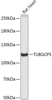 GCP5 Antibody in Western Blot (WB)