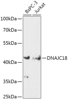 DJC18 Antibody in Western Blot (WB)