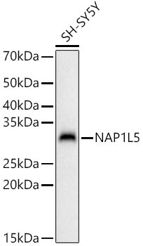 NAP1L5 Antibody in Western Blot (WB)