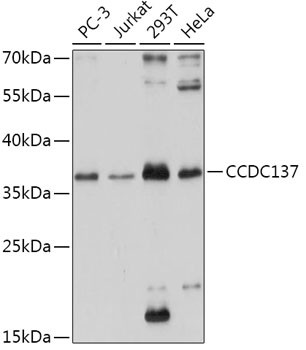 CCDC137 Antibody in Western Blot (WB)