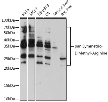 Symmetric Di-Methyl Arginine Antibody in Western Blot (WB)