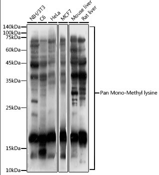 Mono-Methyl Lysine Antibody in Western Blot (WB)
