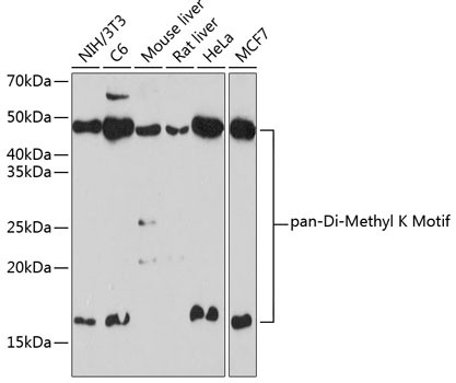 Di-Methyl Lysine Antibody in Western Blot (WB)