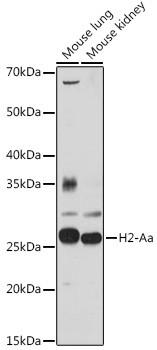 MHC Class II (H2-Aa) Antibody in Western Blot (WB)