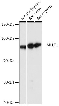 MLLT1 Antibody in Western Blot (WB)