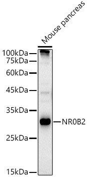 NR0B2 Antibody in Western Blot (WB)