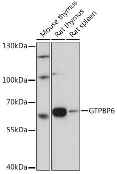 GTPBP6 Antibody in Western Blot (WB)