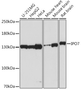 Importin 7 Antibody in Western Blot (WB)