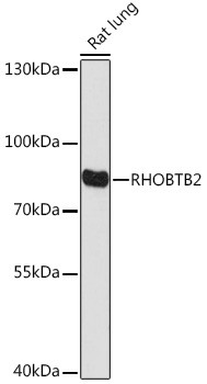 RhoBTB2 Antibody in Western Blot (WB)