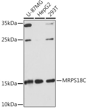 MRPS18C Antibody in Western Blot (WB)