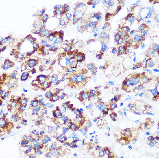 C9orf114 Antibody in Immunohistochemistry (Paraffin) (IHC (P))