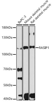 RASIP1 Antibody in Western Blot (WB)