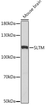 SLTM Antibody in Western Blot (WB)