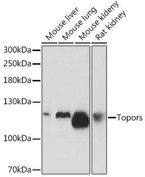 TOPORS Antibody in Western Blot (WB)