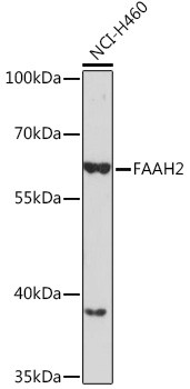 FAAH2 Antibody in Western Blot (WB)