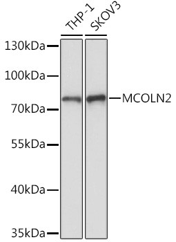 TRPML2 Antibody in Western Blot (WB)