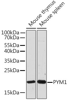 WIBG Antibody in Western Blot (WB)