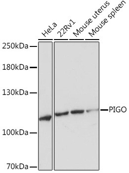 PIGO Antibody in Western Blot (WB)