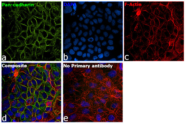 Pan-cadherin Antibody in Immunocytochemistry (ICC/IF)