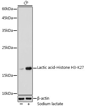 H3K27lac Antibody in Western Blot (WB)