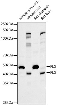 Filaggrin Antibody in Western Blot (WB)