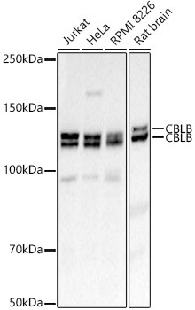 Cbl-b Antibody in Western Blot (WB)