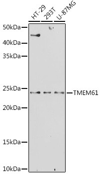 TMEM61 Antibody in Western Blot (WB)