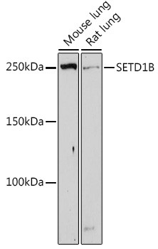 SETD1B Antibody in Western Blot (WB)
