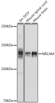 NRCAM Antibody in Western Blot (WB)