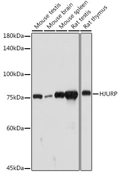 HJURP Antibody in Western Blot (WB)