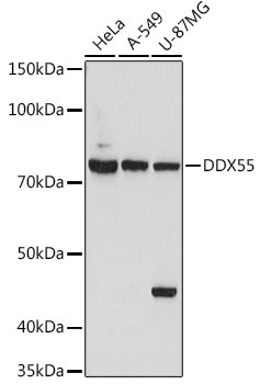 DDX55 Antibody in Western Blot (WB)